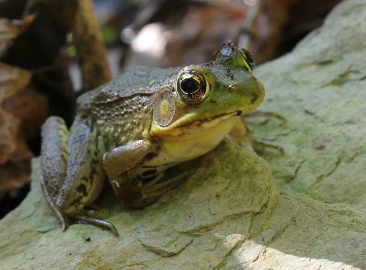 Green Frog